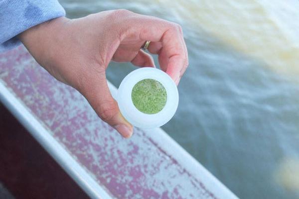 A petri dish with an algal bloom held by a white hand over murky grey water